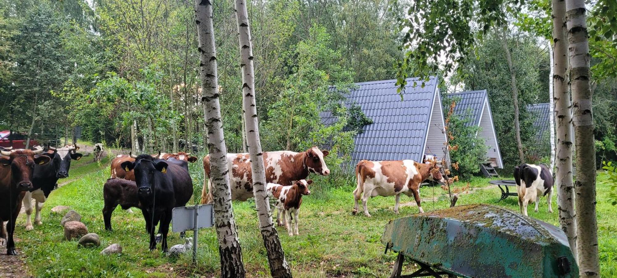 Vigio Brasta Camping Elektrenai Eksteriør billede