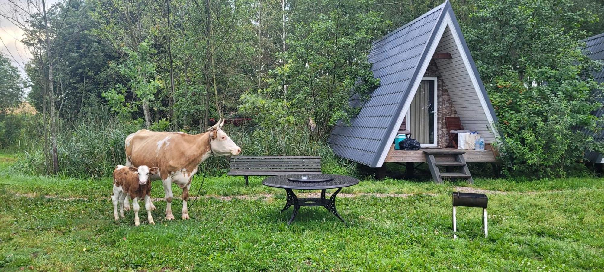 Vigio Brasta Camping Elektrenai Eksteriør billede